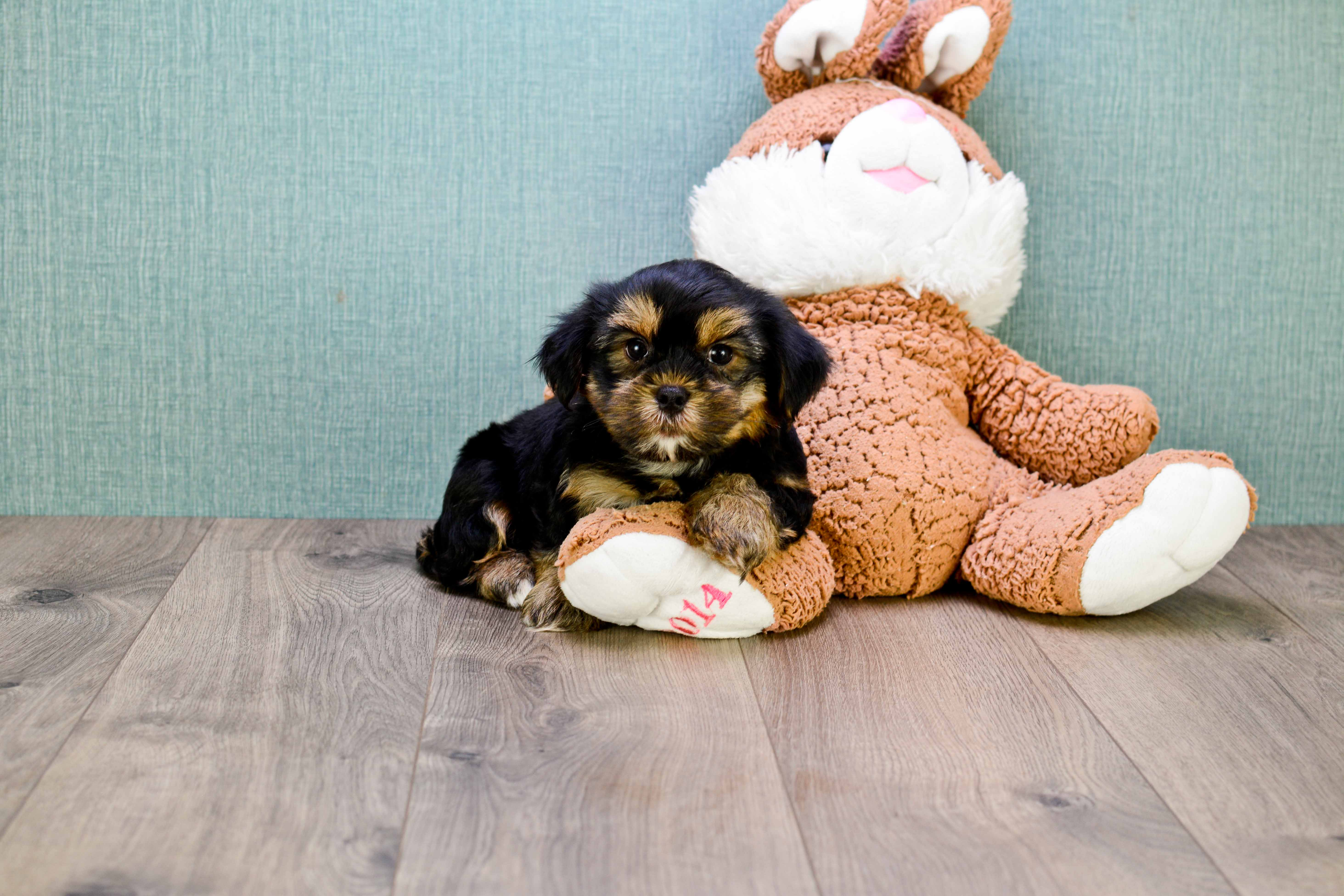Small Shorkie Baby