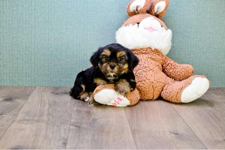 Small Shorkie Baby