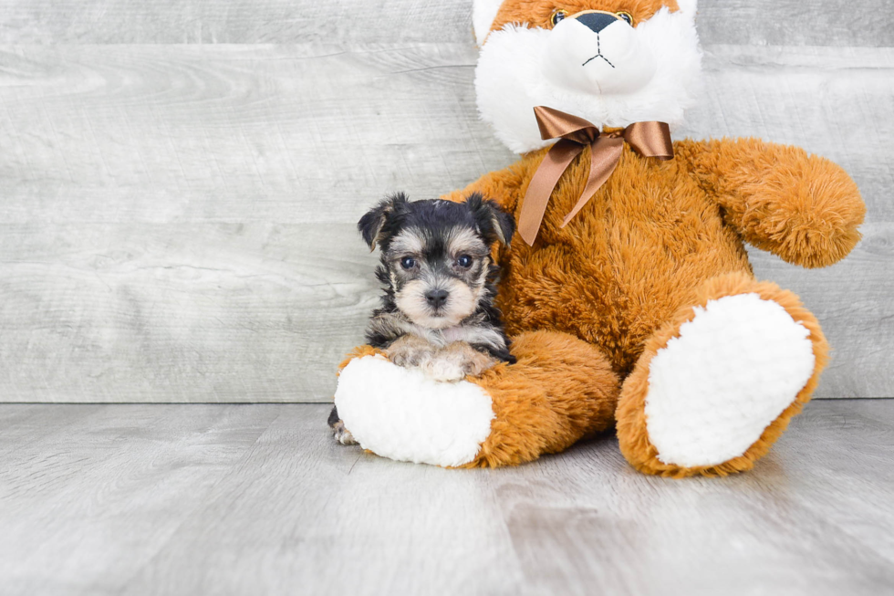 Playful Yorkie Designer Puppy