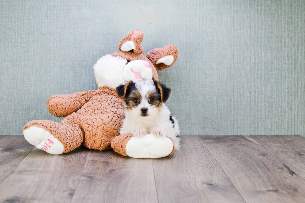 Meet Diddy - our Yorkshire Terrier Puppy Photo 