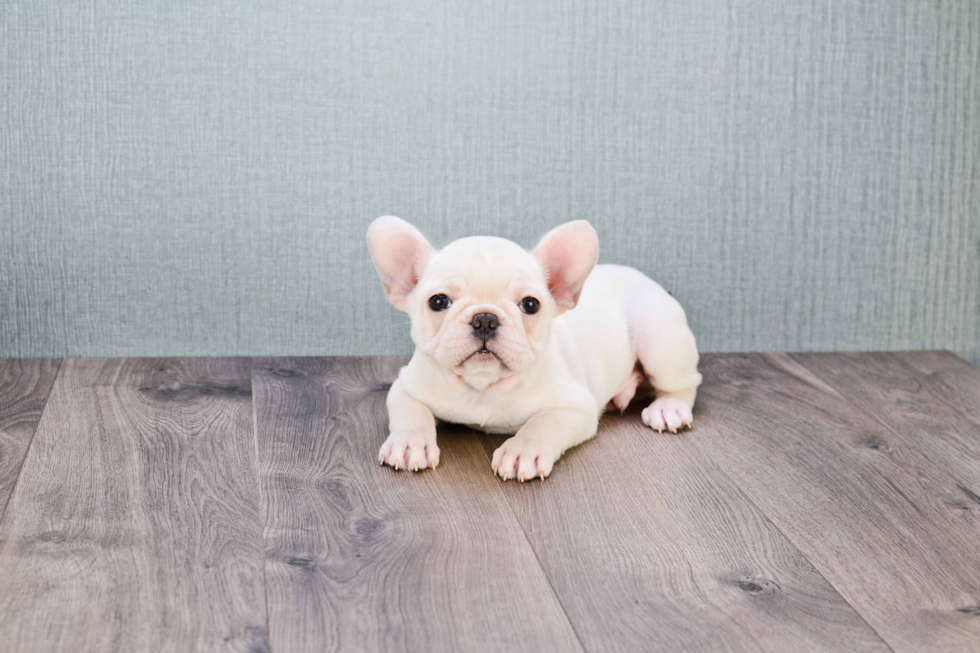 French Bulldog Pup Being Cute