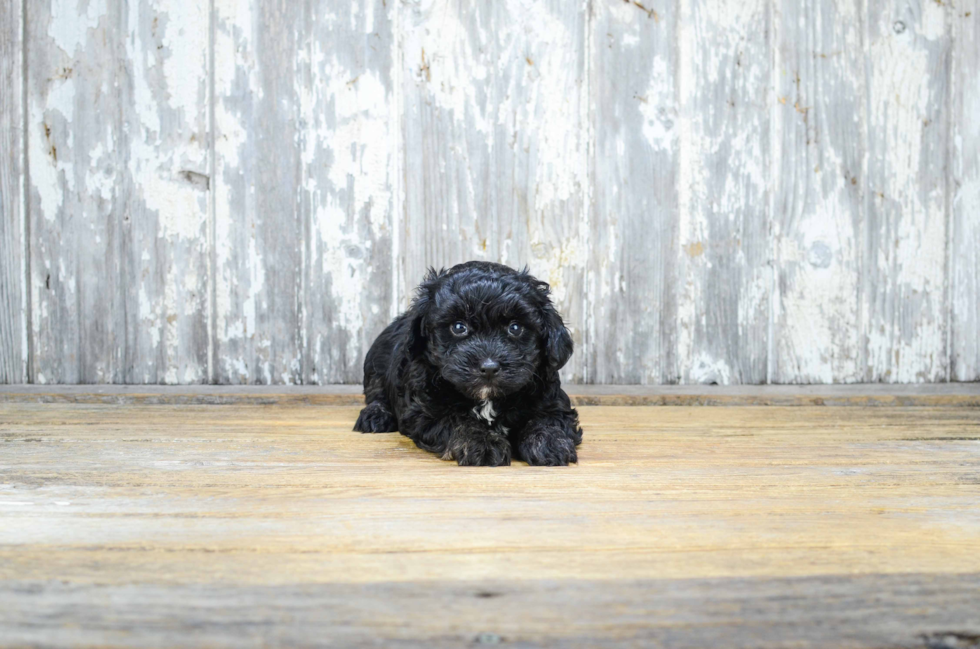 Best Maltipoo Baby