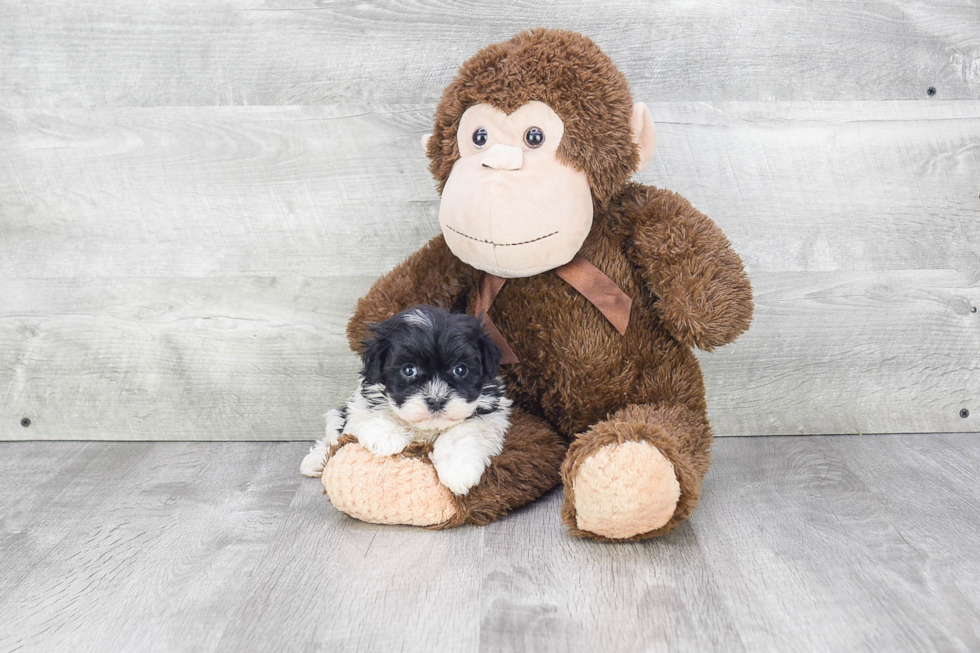 Happy Havanese Purebred Puppy