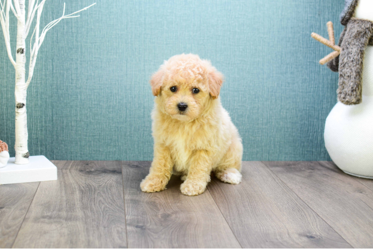 Popular Cavapoo Poodle Mix Pup