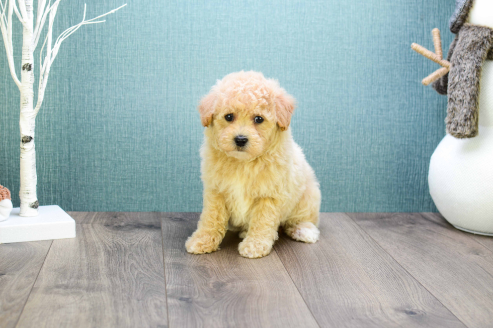 Popular Cavapoo Poodle Mix Pup
