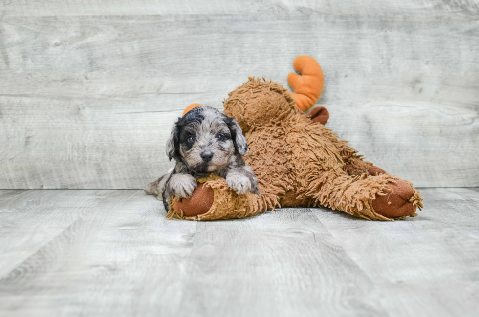 Mini Aussiedoodle Puppy for Adoption