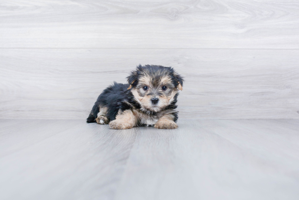 Morkie Pup Being Cute