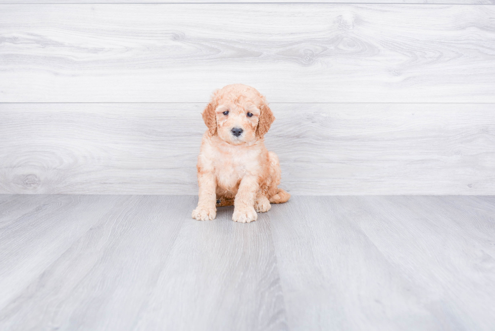 Popular Mini Goldendoodle Poodle Mix Pup