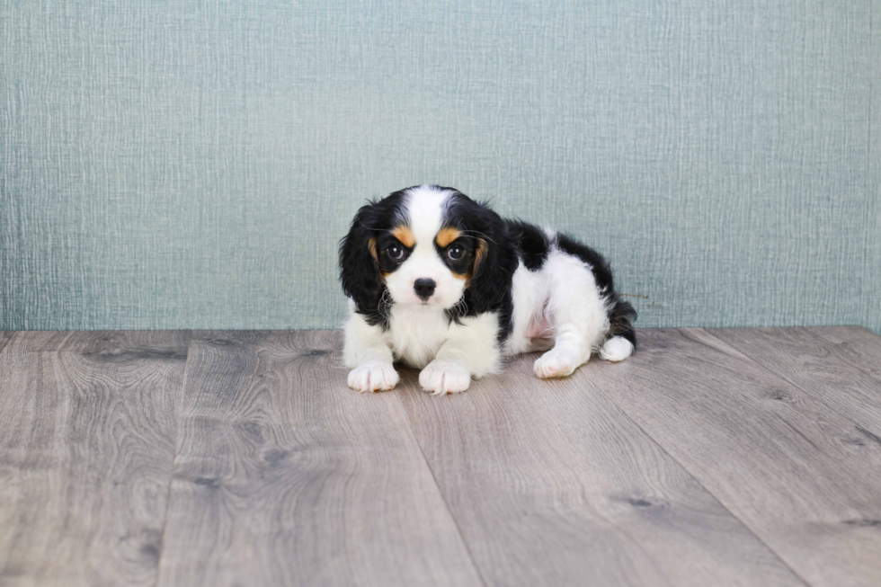 Cavalier King Charles Spaniel Puppy for Adoption