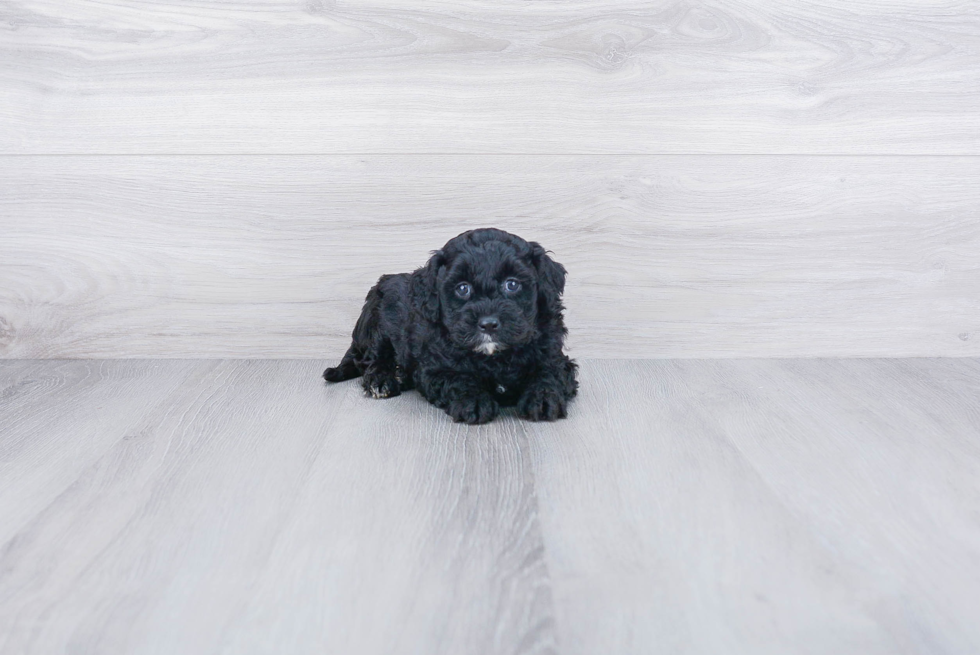 Mini Goldendoodle Pup Being Cute