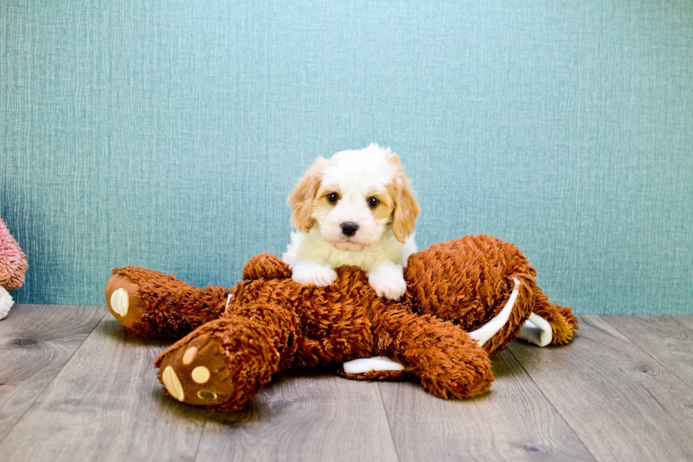 Cavachon Pup Being Cute