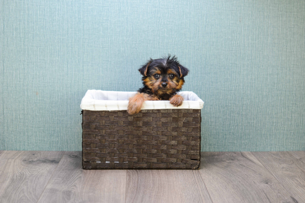 Meet Steph - our Yorkshire Terrier Puppy Photo 