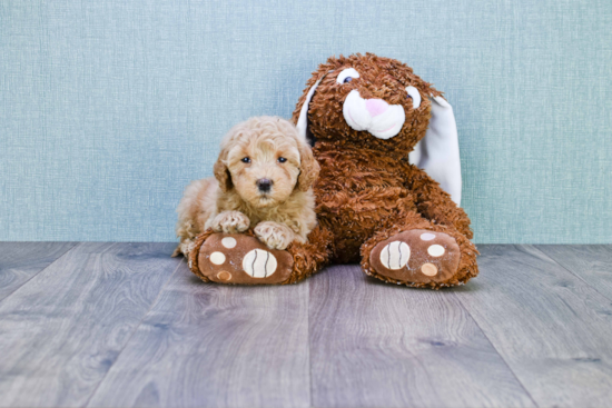 Mini Goldendoodle Pup Being Cute