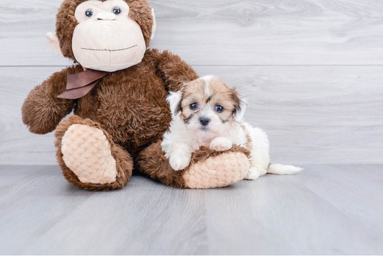 Funny Teddy Bear Designer Pup