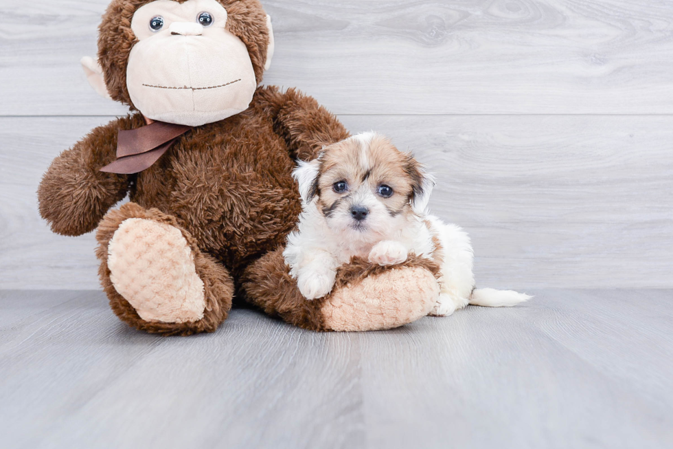 Funny Teddy Bear Designer Pup