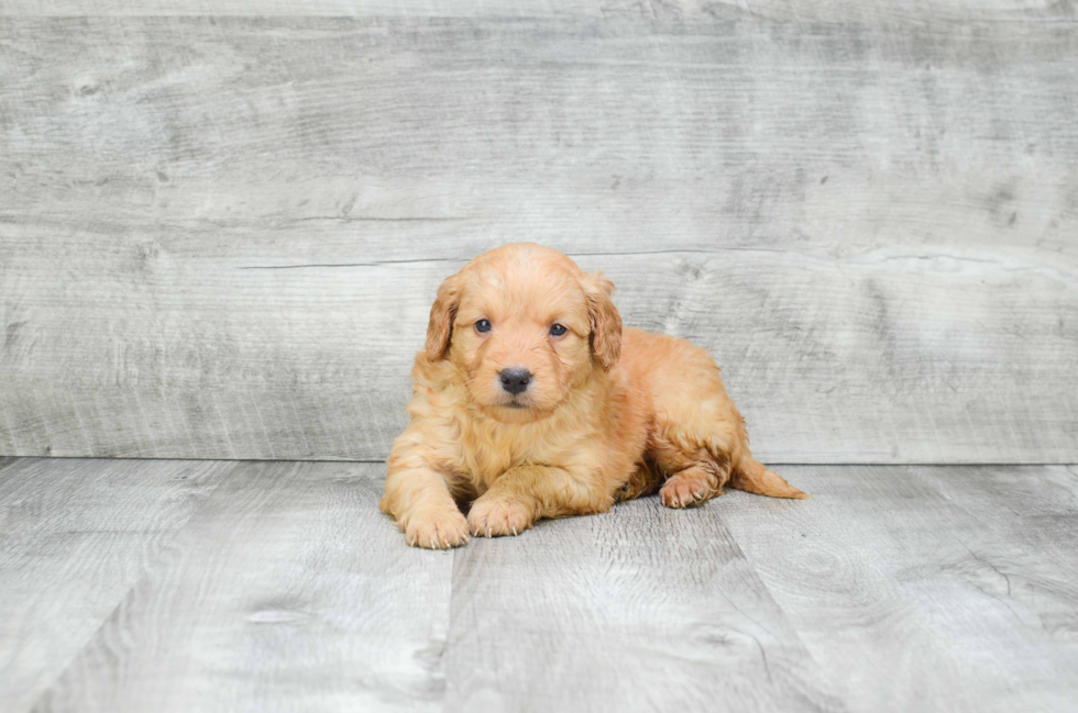 Little Golden Retriever Poodle Mix Puppy