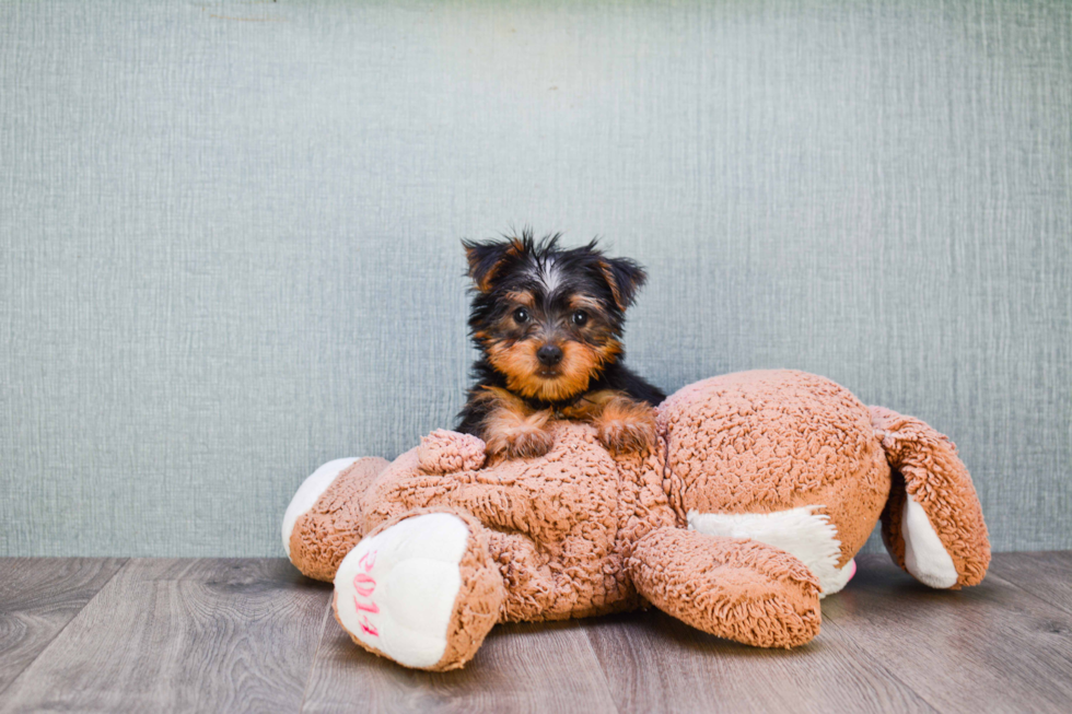 Meet Jeremy - our Yorkshire Terrier Puppy Photo 