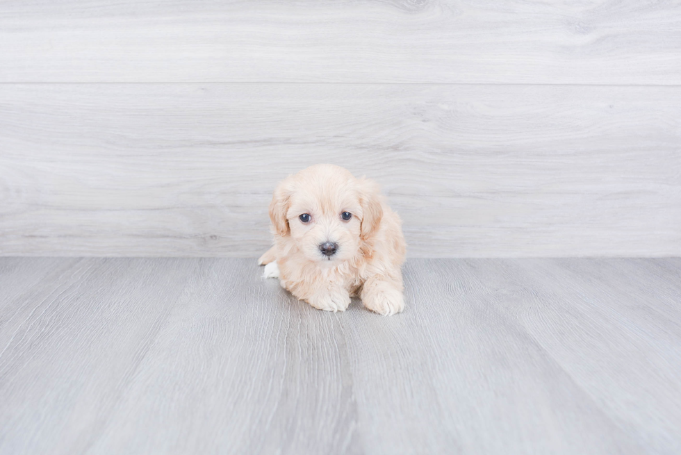 Maltipoo Pup Being Cute