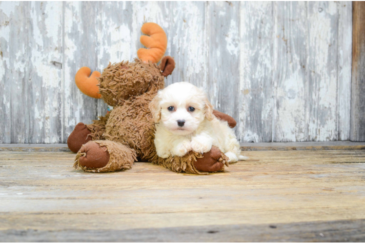 Little Cavalier Designer Puppy