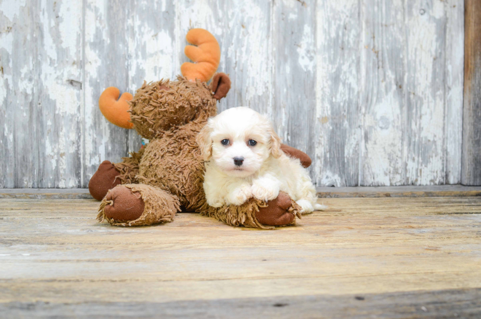 Little Cavalier Designer Puppy