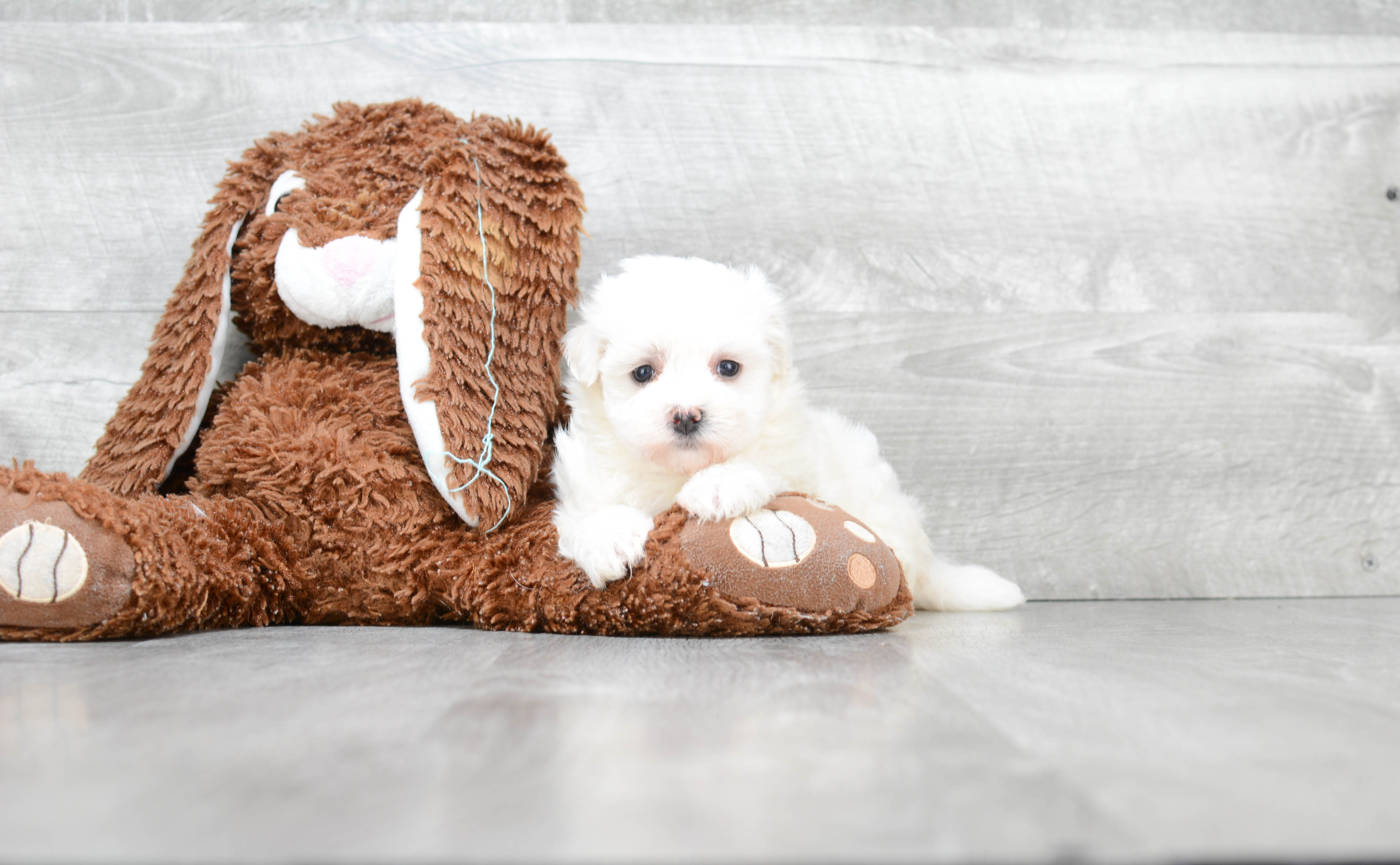 Popular Maltipoo Poodle Mix Pup