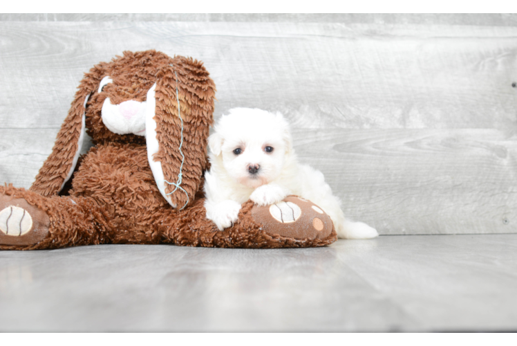 Popular Maltipoo Poodle Mix Pup