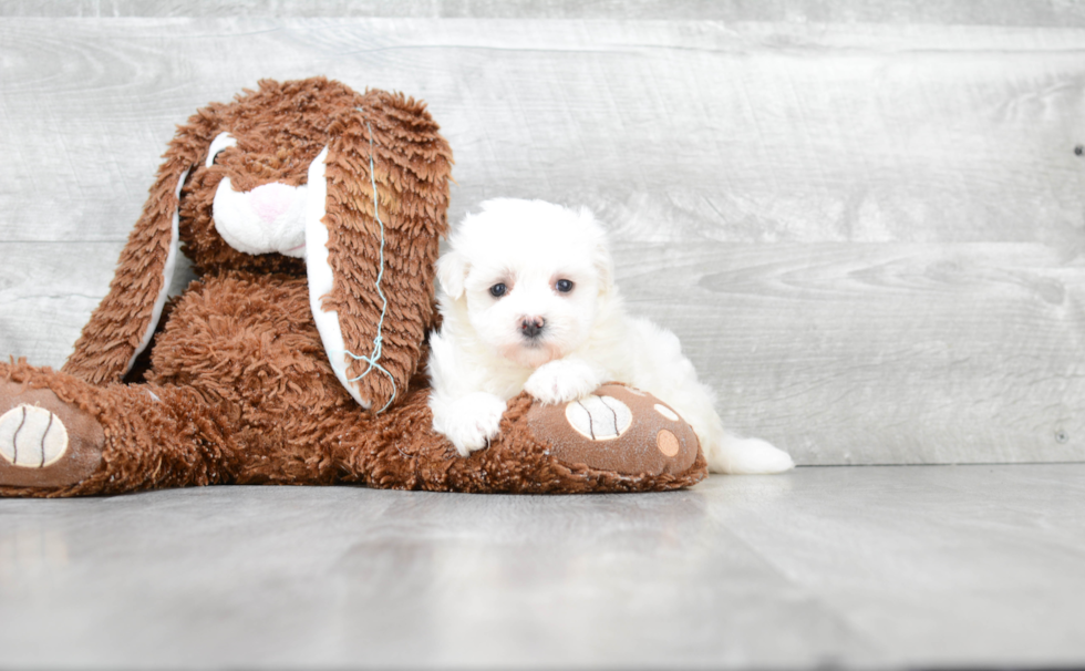 Popular Maltipoo Poodle Mix Pup