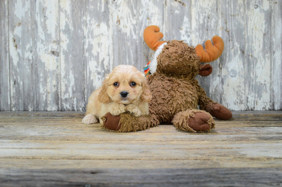 Energetic Cavalier Designer Puppy