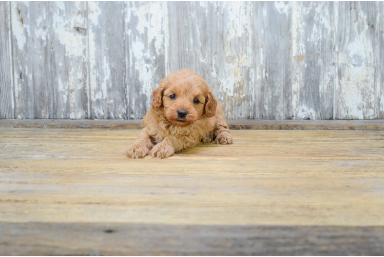 Playful Golden Retriever Poodle Mix Puppy