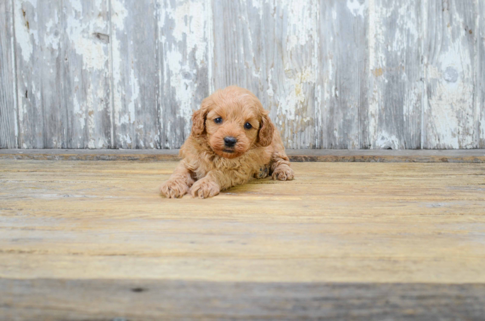 Playful Golden Retriever Poodle Mix Puppy