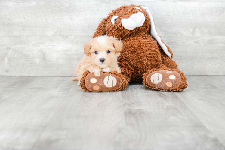 Maltipoo Pup Being Cute