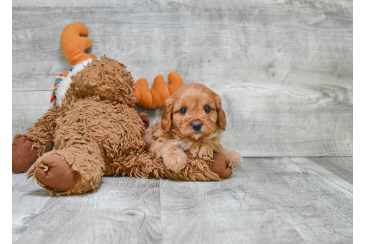 Cute Cavapoo Baby