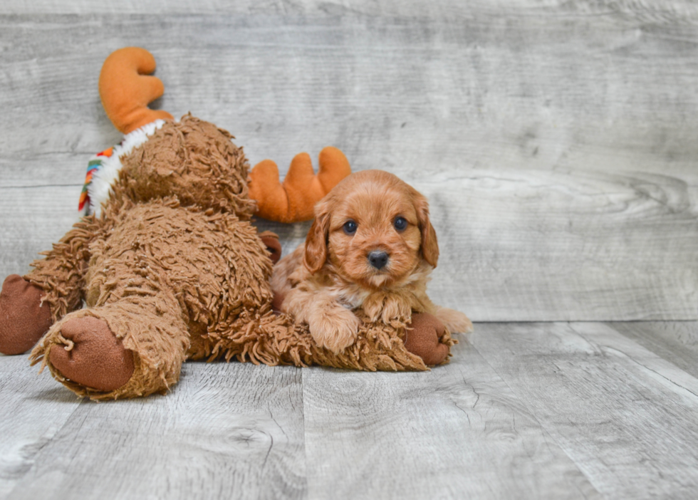 Cute Cavapoo Baby