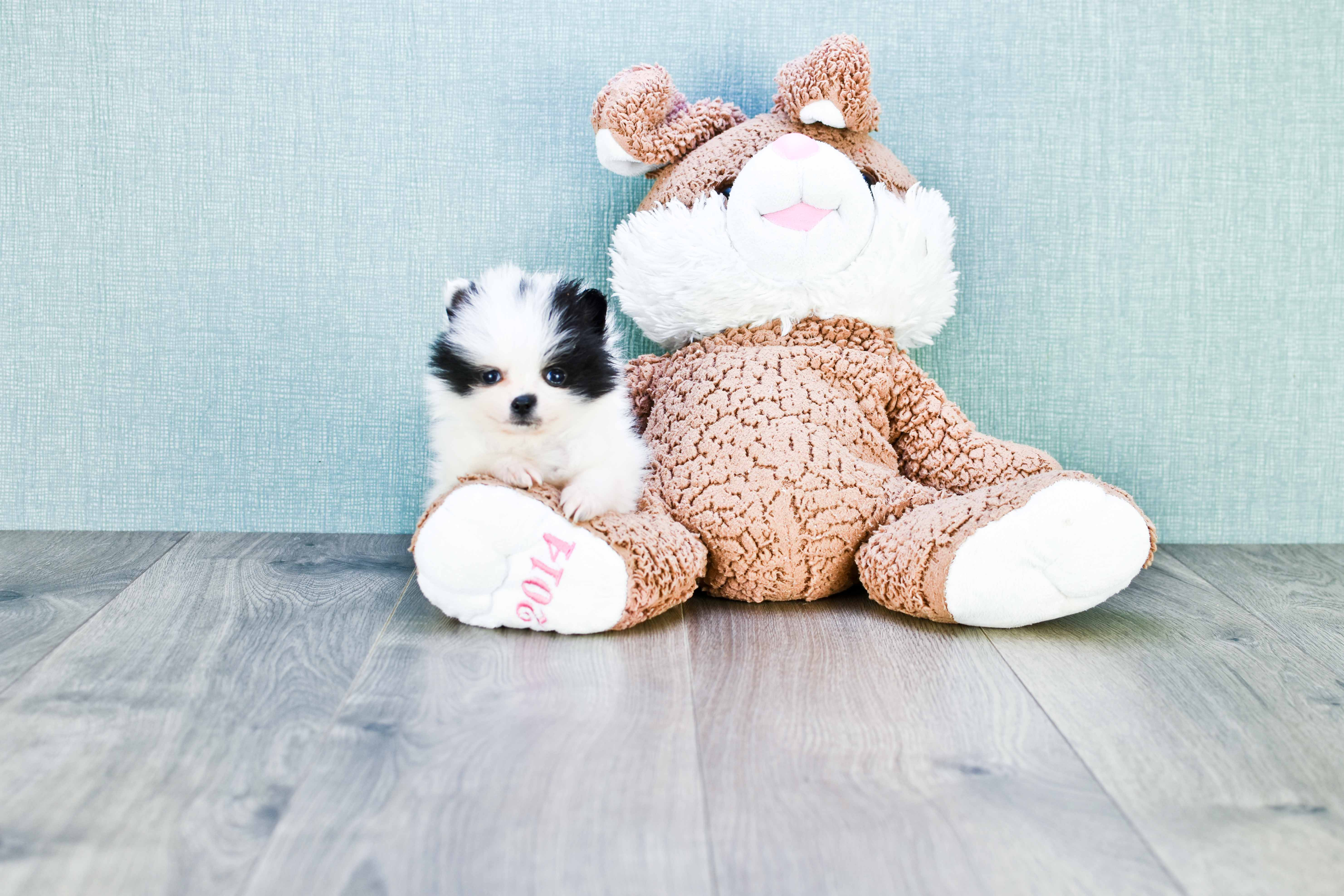 Pomeranian Pup Being Cute