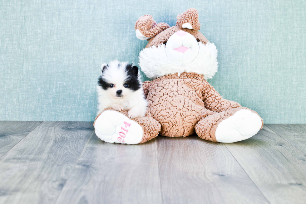 Pomeranian Pup Being Cute