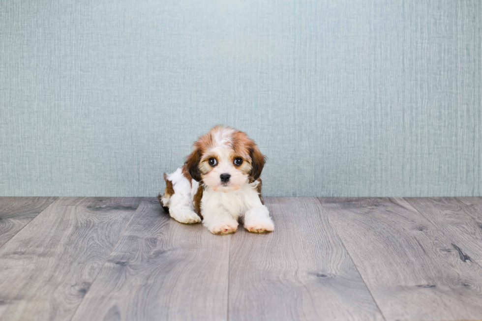 Cavachon Puppy for Adoption