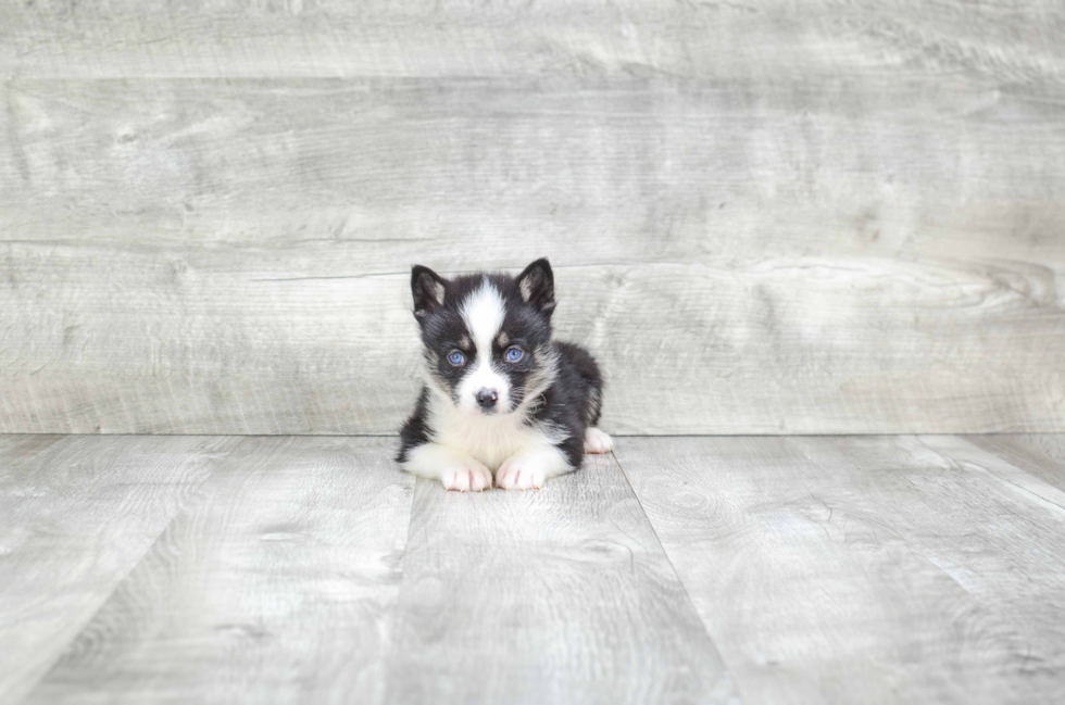 Sweet Pomsky Baby