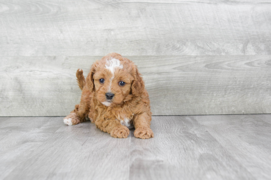 Hypoallergenic Cavoodle Poodle Mix Puppy