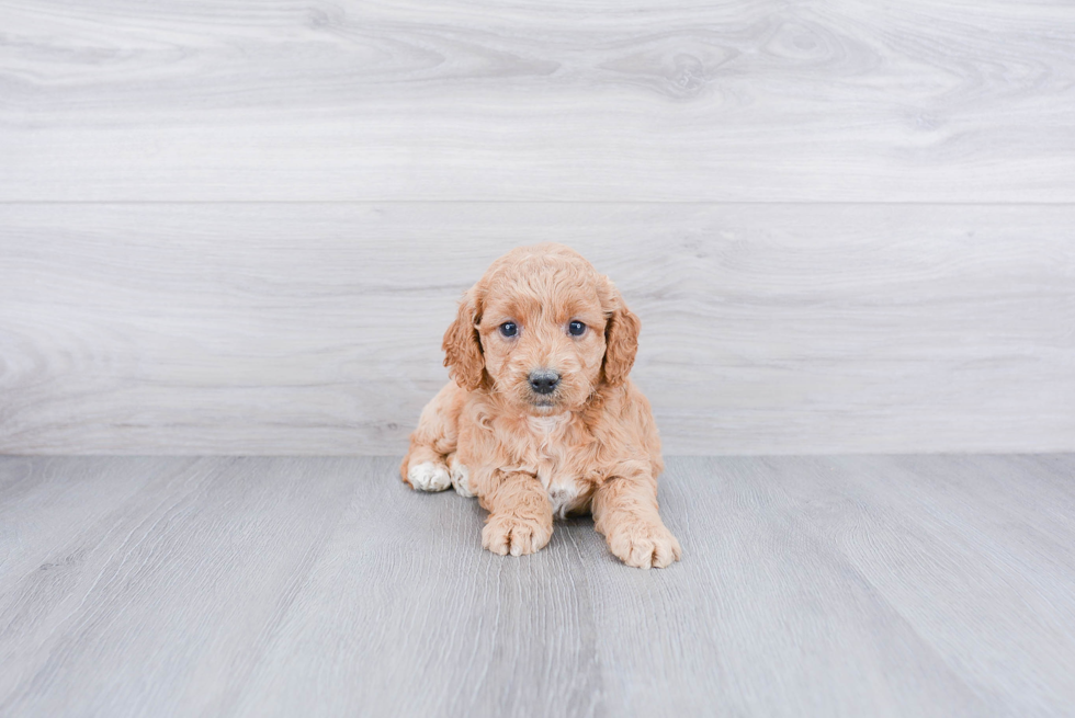 Happy Mini Goldendoodle Baby