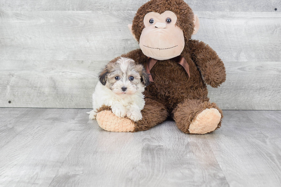 Happy Havanese Purebred Puppy