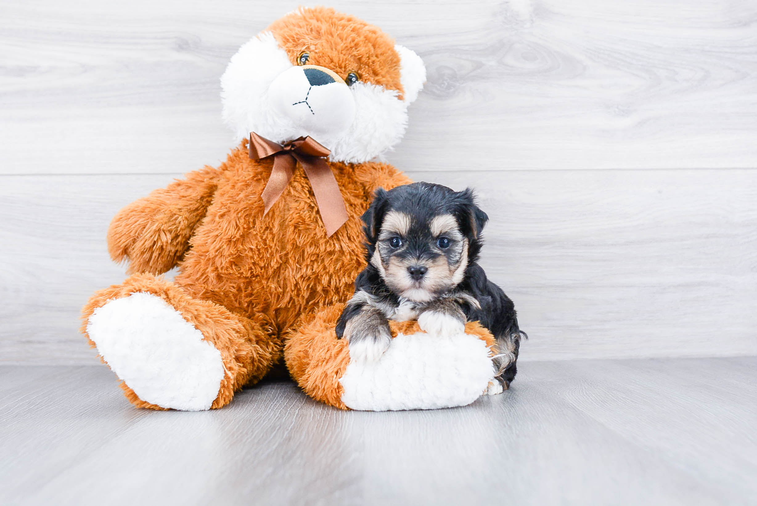 Happy Morkie Baby