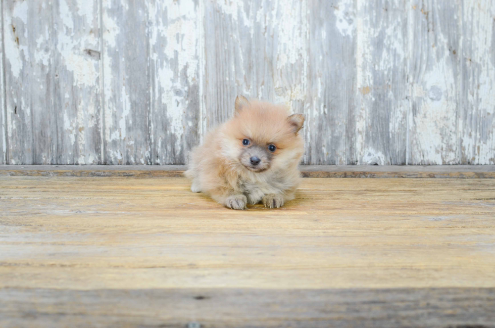 Best Pomeranian Baby