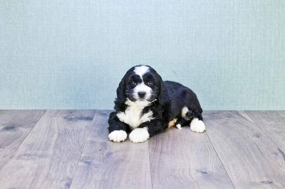 Best Mini Bernedoodle Baby