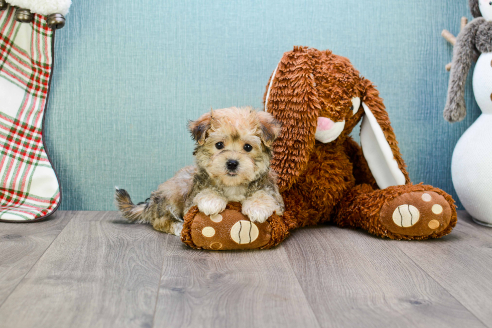 Hypoallergenic Yorkie Designer Puppy