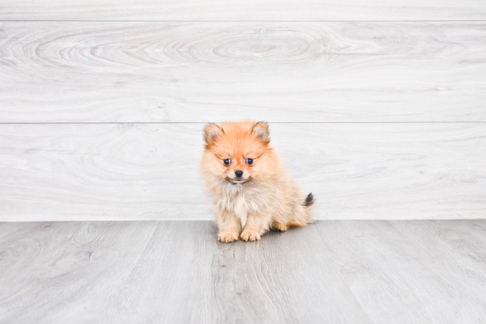 Hypoallergenic Pomeranian Baby