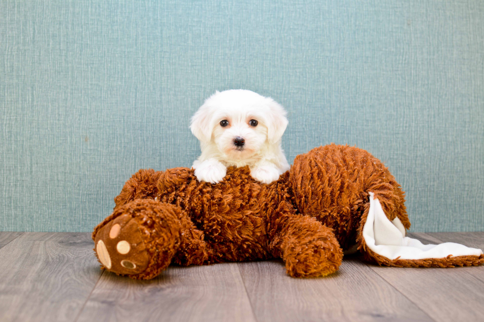 Maltipoo Pup Being Cute