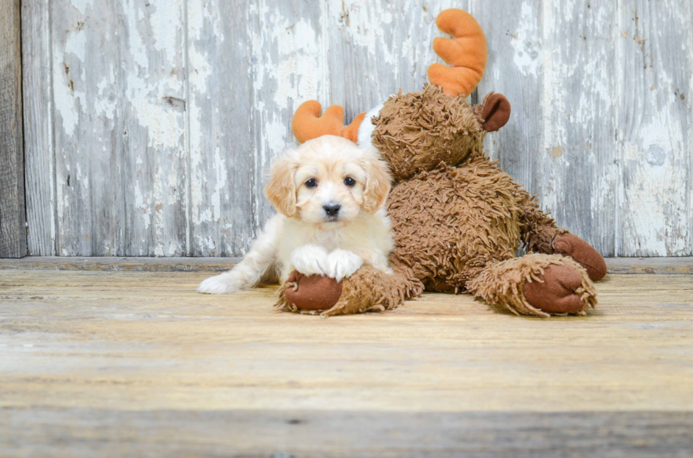 Hypoallergenic Cavoodle Poodle Mix Puppy