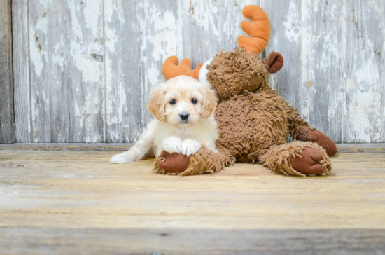 Hypoallergenic Cavoodle Poodle Mix Puppy