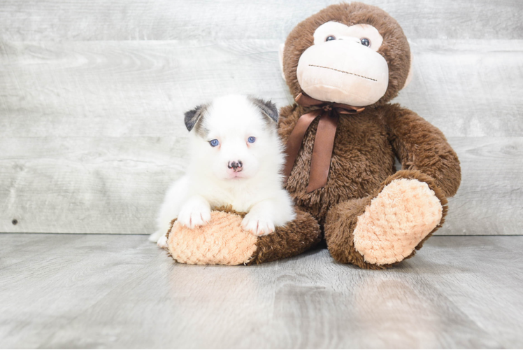 Popular Pomsky Designer Pup