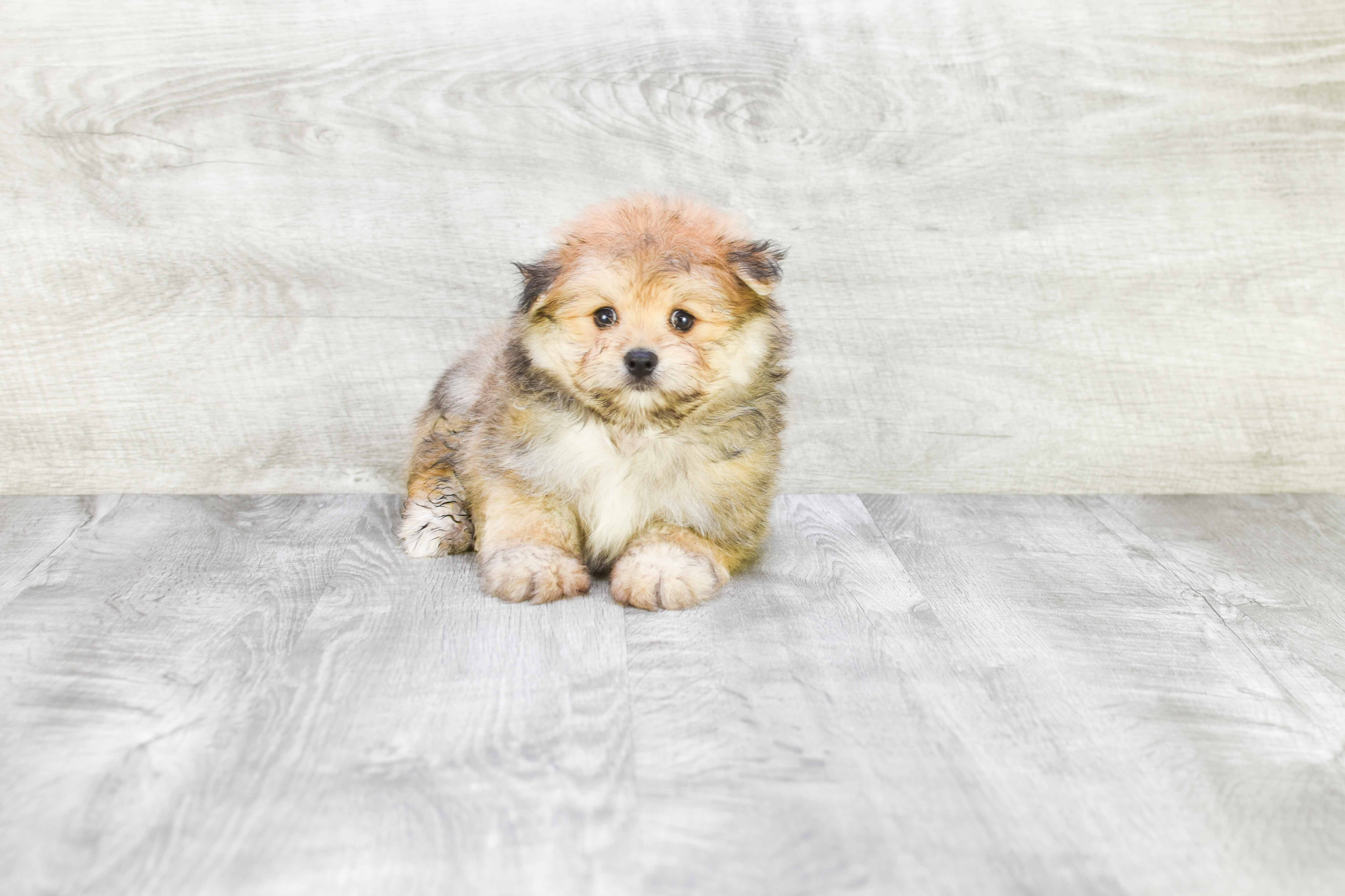 Adorable Maltipom Designer Puppy